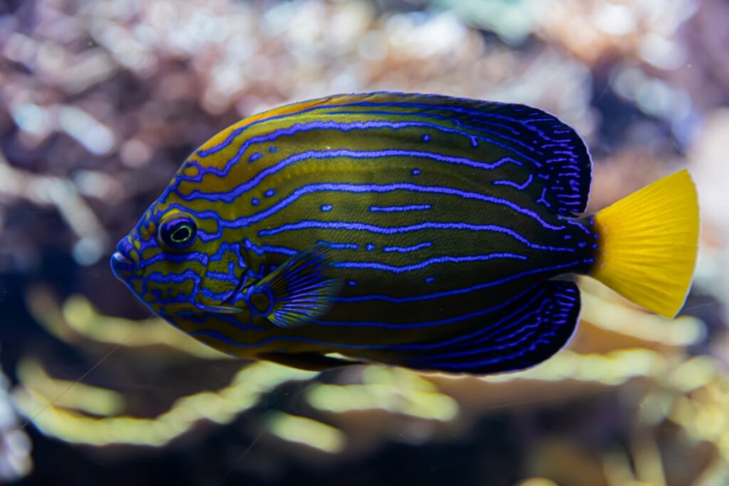 Types Of Tropical Fish - Pet Care Journal