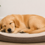 Dog Sleeping Habits