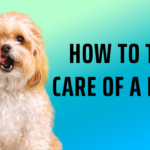 How to Take Care of a Puppy