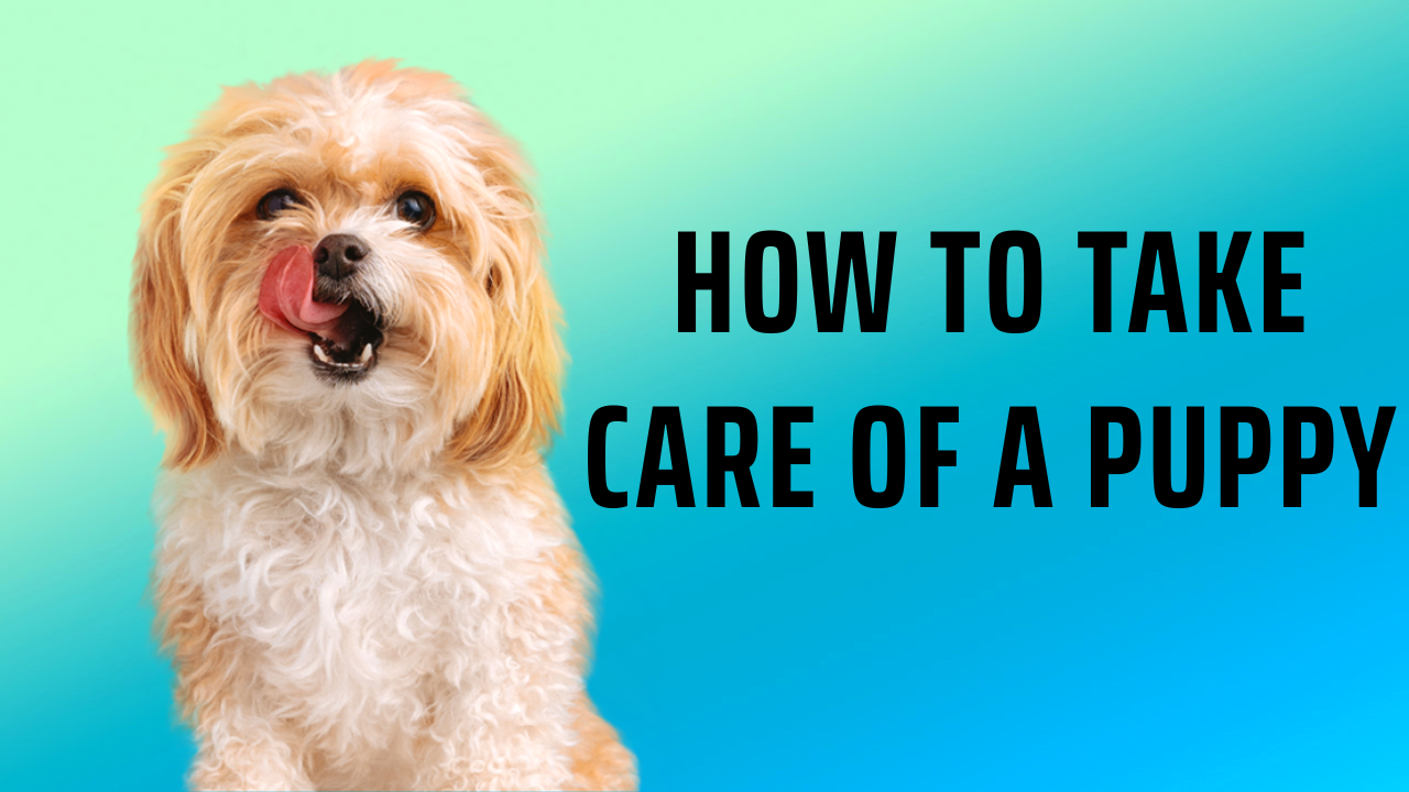 How to Take Care of a Puppy